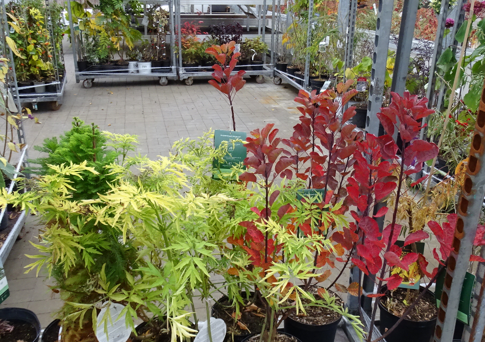 Florum Schleswig-Holstein